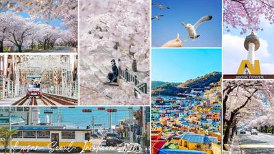 [6 Ngày 5 Đêm-VJ] Khám phá Hàn Quốc mùa hoa anh đào: Busan – Seoul – Đảo Nami – Trải nghiệm Tàu KTX. - Image - 6639