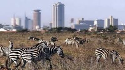 Ultimate Nairobi Wildlife Day Tour ,Nairobi in One Day Safari ,Sunrise Safari & Giraffe Experience - Image - 19847