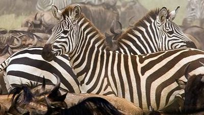 Tsavo West & Tsavo East Safari from Mombasa – The Land of Giants - Image - 21209