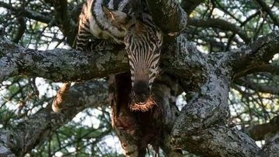 8-Day Tanzania Family & Friends Safari Adventure - Image - 18016