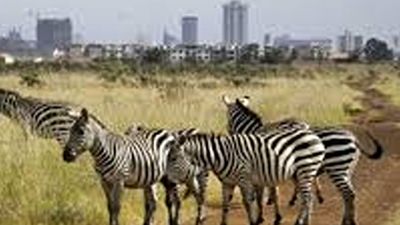 25 Days Kenya Wildlife & Bird Photography Safari Tour - Image - 21859