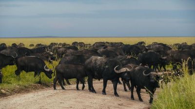 8-Day Tanzania Luxury Safari Expedition – Ultimate Wildlife & Wilderness Experience - Image - 18277