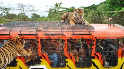 Subic Ocean Adventure and Zoobic Safari Day Tour - Image - 9966
