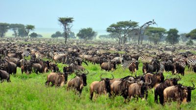 5-Day Luxury Honeymoon Safari Escape - Image - 17961