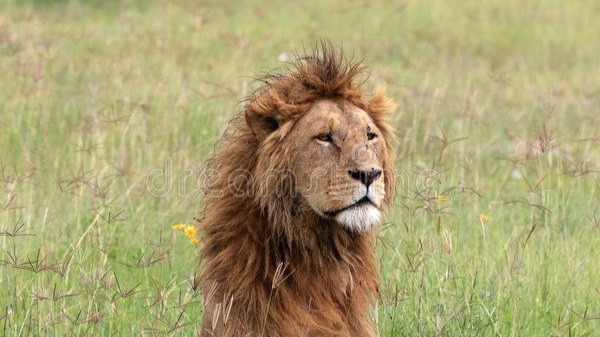 7 Days Tanzania Wildlife Safari – Serengeti, Ngorongoro, Tarangire & Lake Manyara - Image - 25211