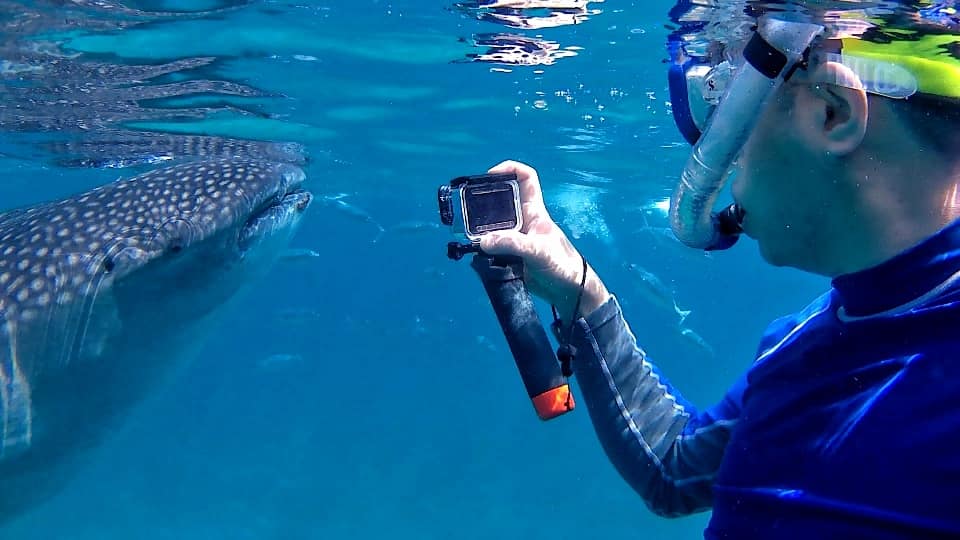 Dumaguete: Oslob whale watching - Image - 1086