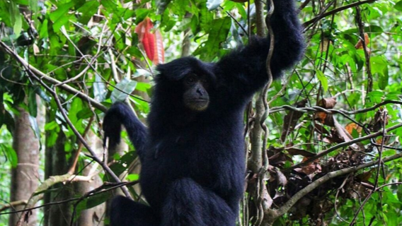 6D5N MEDAN-BUKIT LAWANG-LAKE TOBA TOUR - Image - 7420