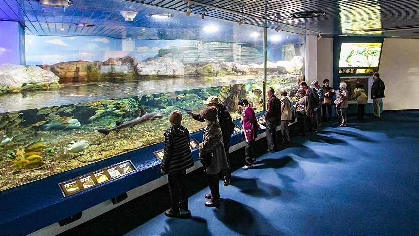[NHẬT BẢN 5N4Đ] CUNG ĐƯỜNG TOKYO - NÚI PHÚ SĨ &amp; THỦY CUNG KAMOGAWA SEAWORLD MÙA HÈ - Image - 11272