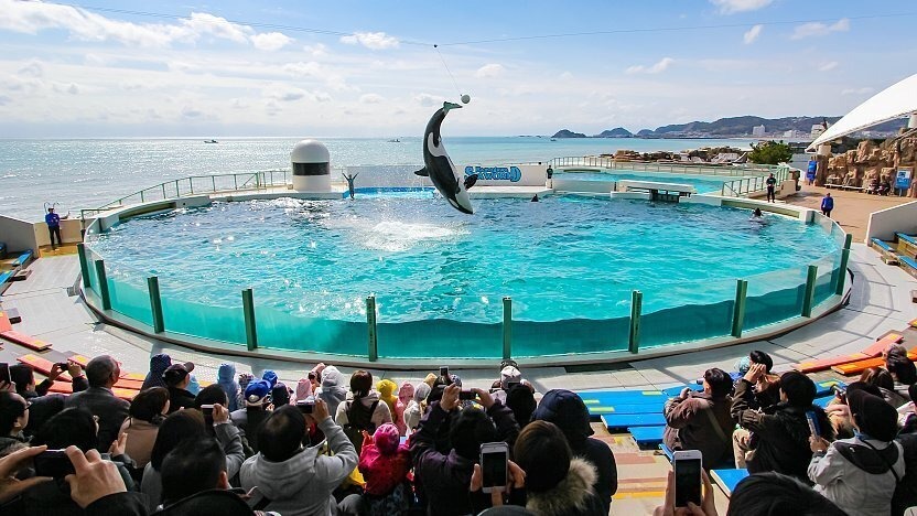 [NHẬT BẢN 5N4Đ] CUNG ĐƯỜNG TOKYO - NÚI PHÚ SĨ &amp; THỦY CUNG KAMOGAWA SEAWORLD MÙA HÈ - Image - 11273