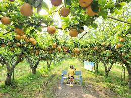 Trải nghiệm vào vườn lê trực tiếp hái lê tại Hàn Quốc (2023) » GoKorea