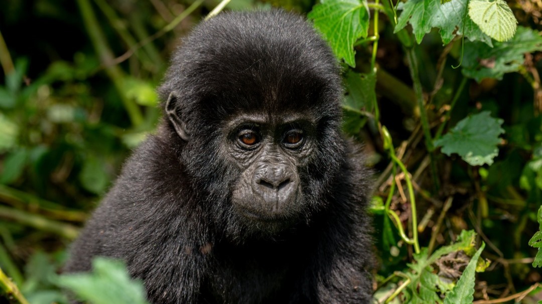3Day Gorilla Trekking Safari – Midrange - Image - 13505