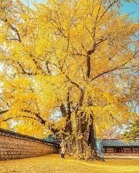 Check-in với cây ngân hạnh 600 tuổi, tại ngôi trường lâu đời nhất Hàn Quốc (2025) » GoKorea