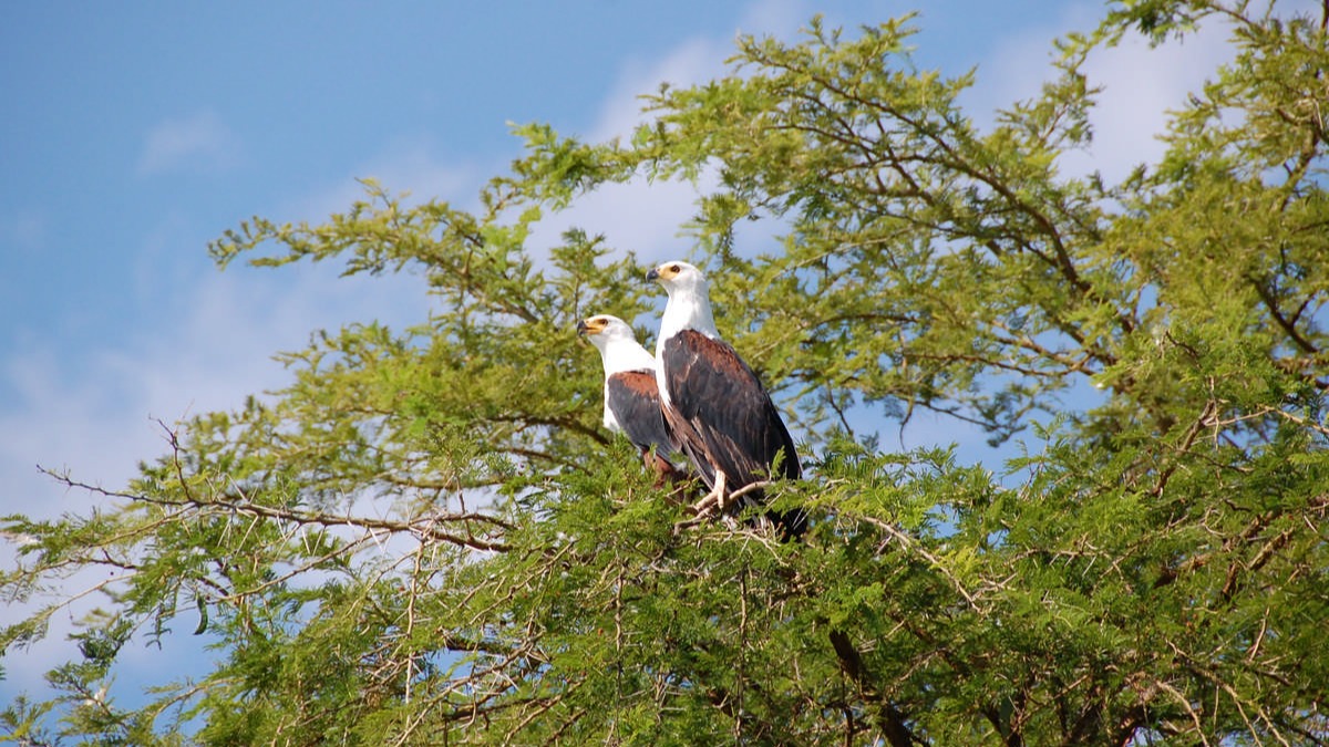Shoebill Tracking in Mabamba Bay on Lake Victoria, Uganda - Image - 8010