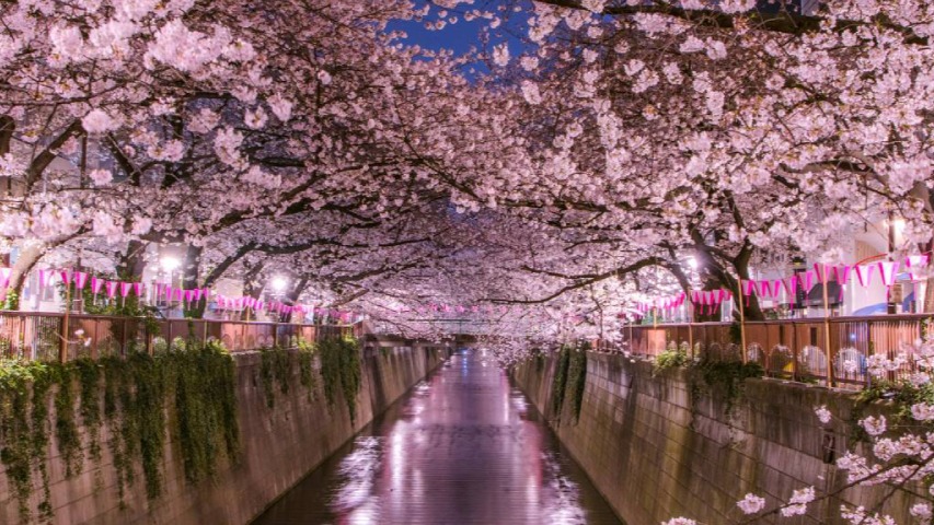 TOKYO – YAMANASHI – NAGOYA / TOYOHASHI – KYOTO – OSAKA ( DISNEYLAND) - Image - 13612