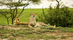 6 DAYS TANZANIA SAFARI - Image - 3408