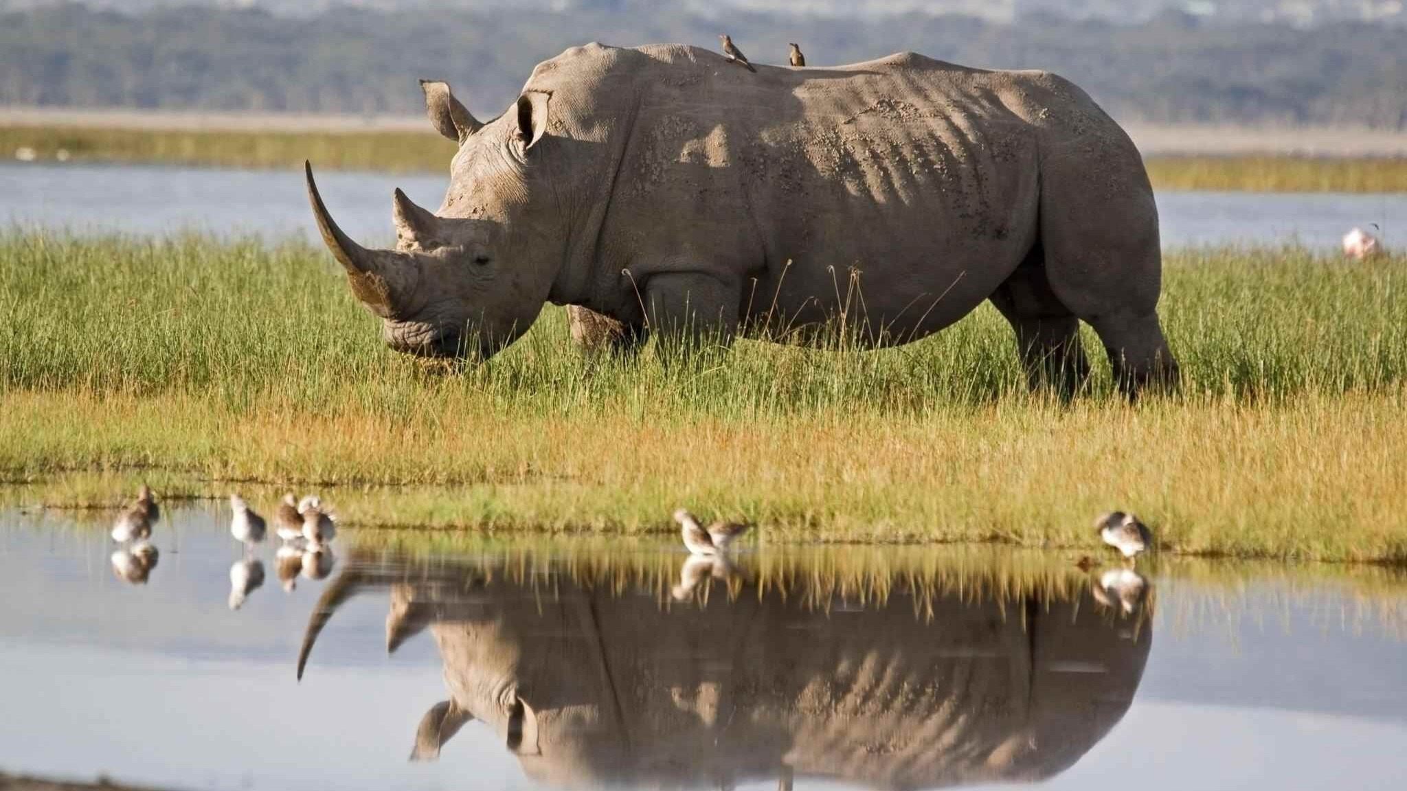 Chitwan National Park Jungle Safari - 4 Nights 5 Days - Image - 14567