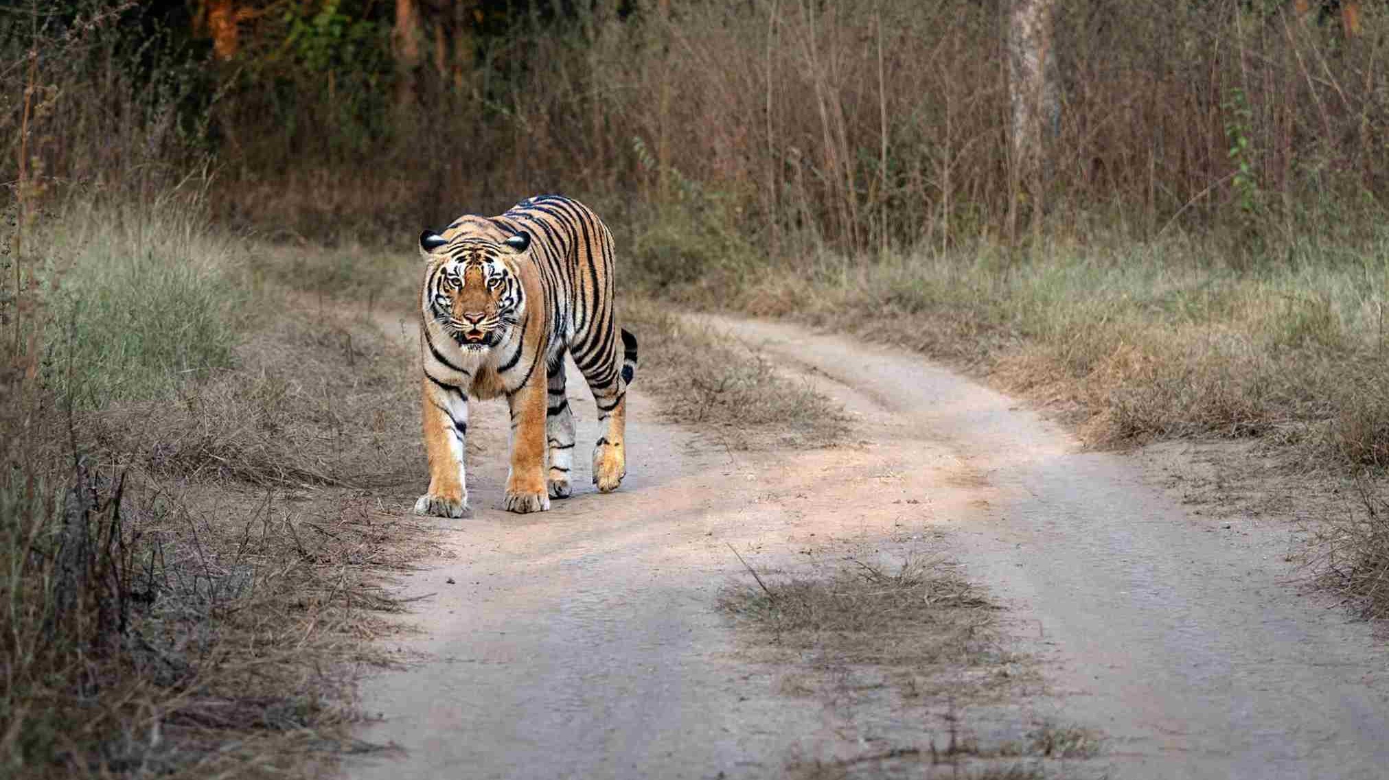 Chitwan National Park Jungle Safari - 4 Nights 5 Days - Image - 14569
