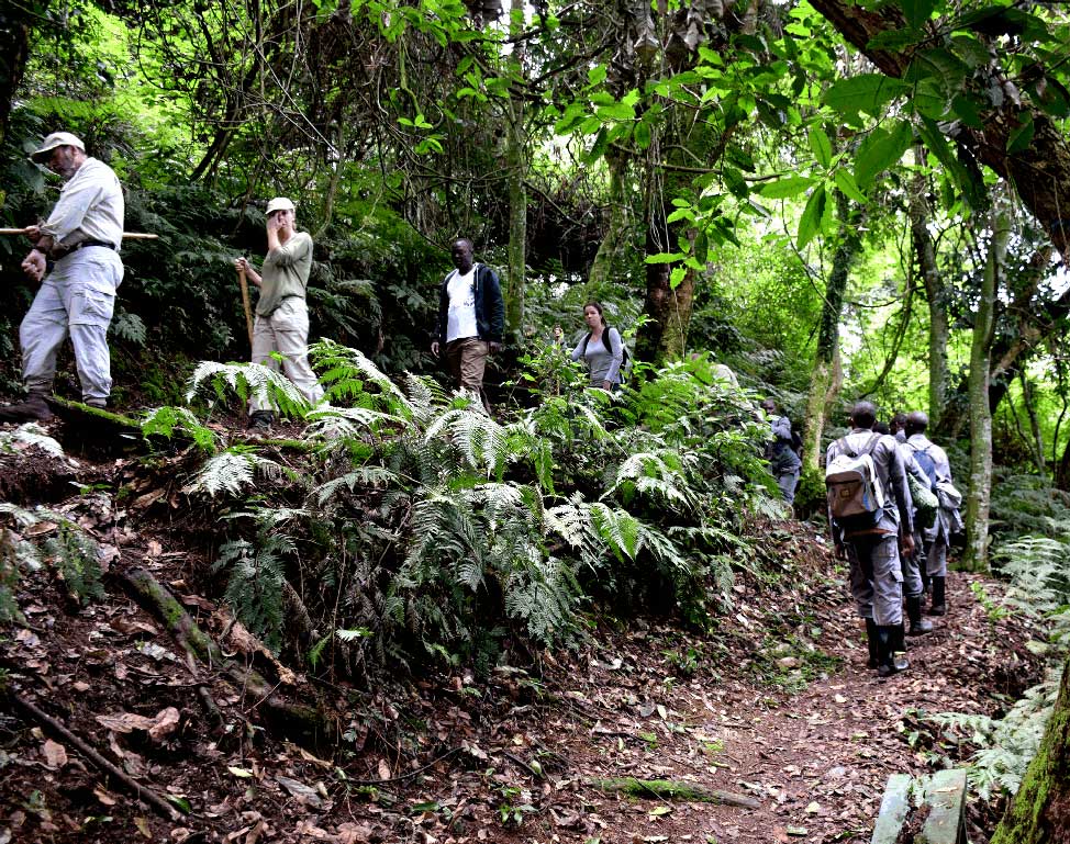 7-Day Uganda Gorilla, Chimpanzees & Wildlife Adventure Safari - Image - 3653