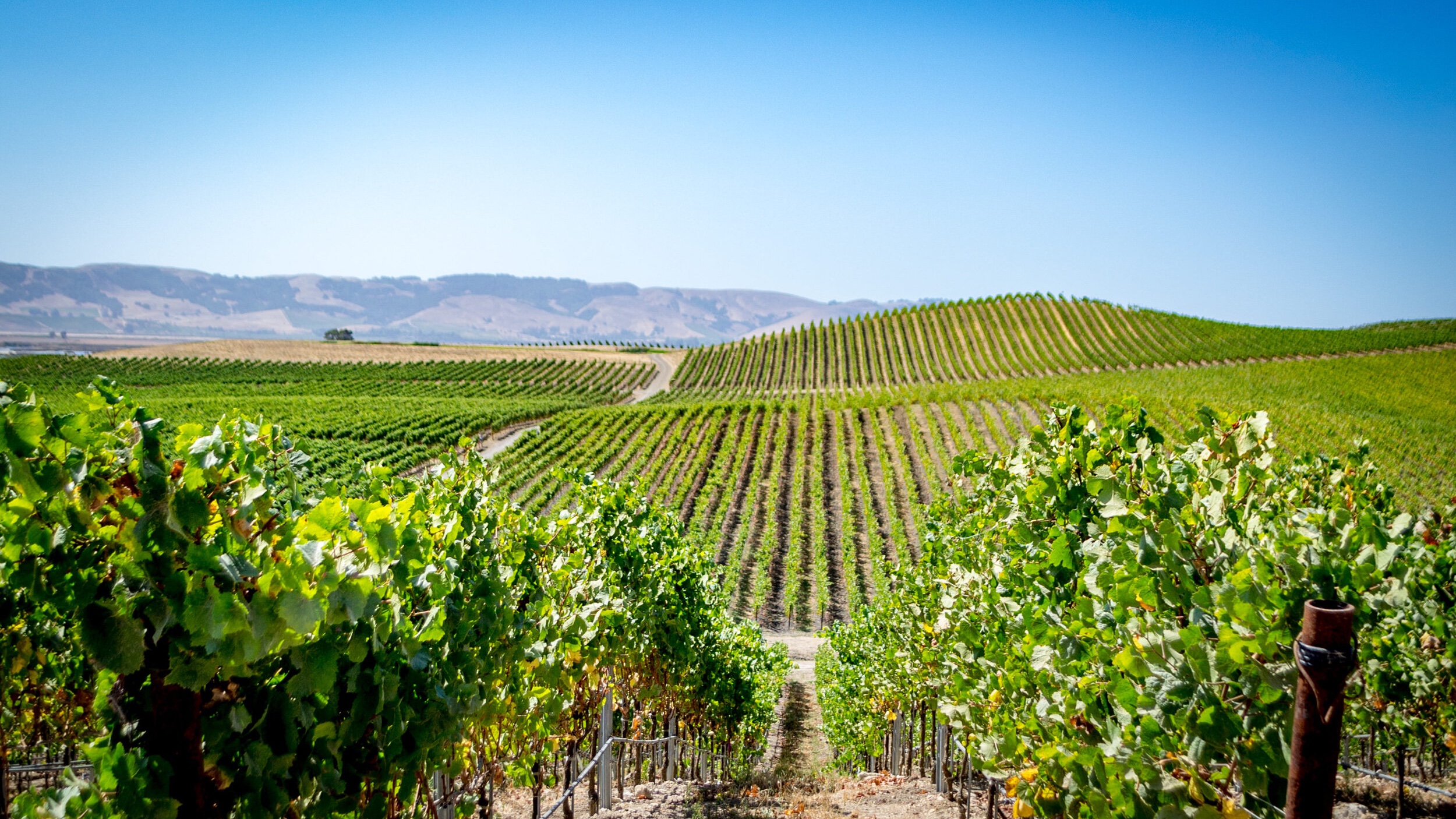 Tbilisi to Kakheti Wine Region Day Tour – Sighnaghi, Bodbe Monastery & Wine Tasting - Image - 14238
