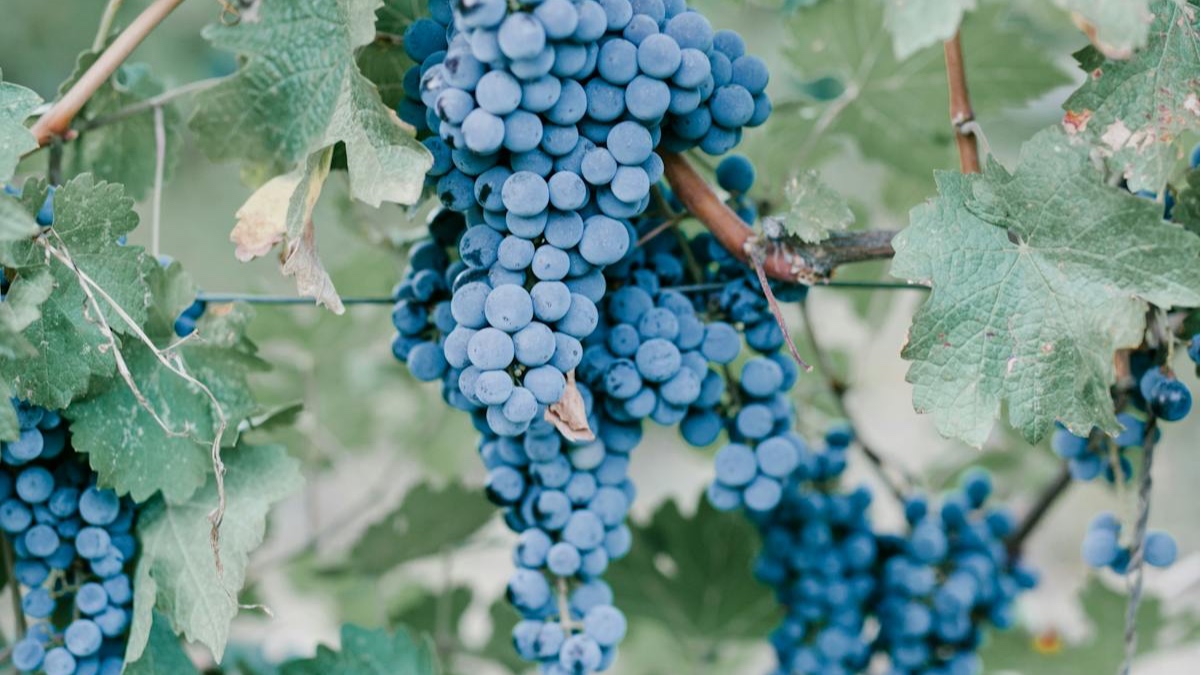 Tbilisi to Kakheti Wine Region Day Tour – Sighnaghi, Bodbe Monastery & Wine Tasting - Image - 14247
