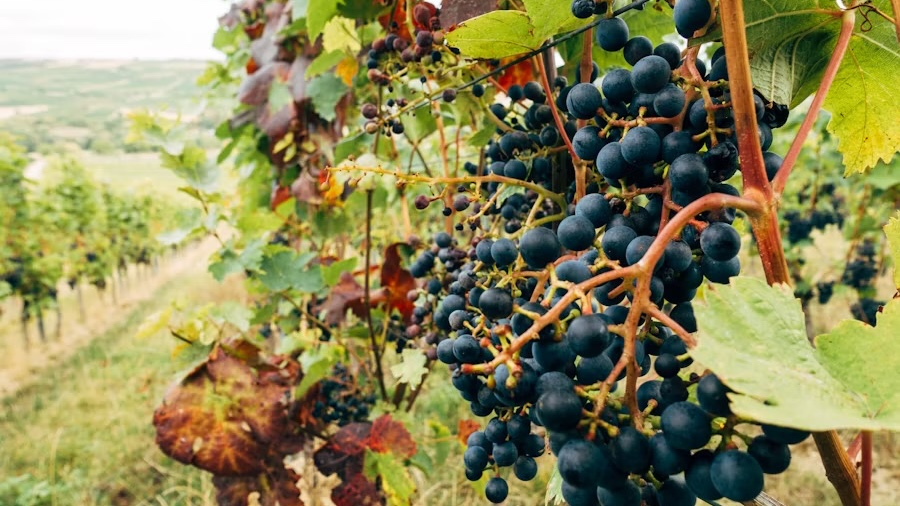 Tbilisi to Kakheti Wine Region Day Tour – Sighnaghi, Bodbe Monastery & Wine Tasting - Image - 14236