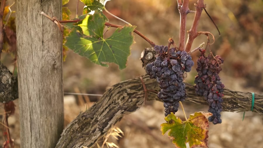 Tbilisi to Kakheti Wine Region Day Tour – Sighnaghi, Bodbe Monastery & Wine Tasting - Image - 14237