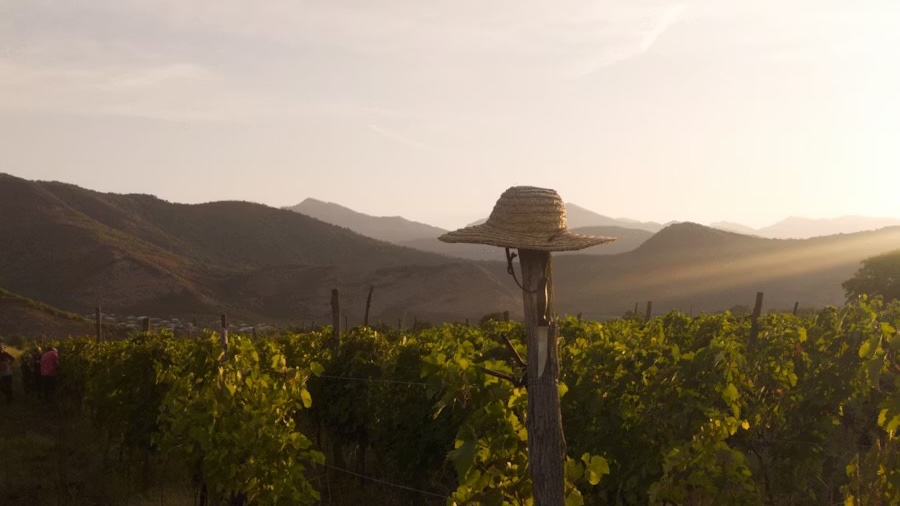 Tbilisi to Kakheti Wine Region Day Tour – Sighnaghi, Bodbe Monastery & Wine Tasting - Image - 14231