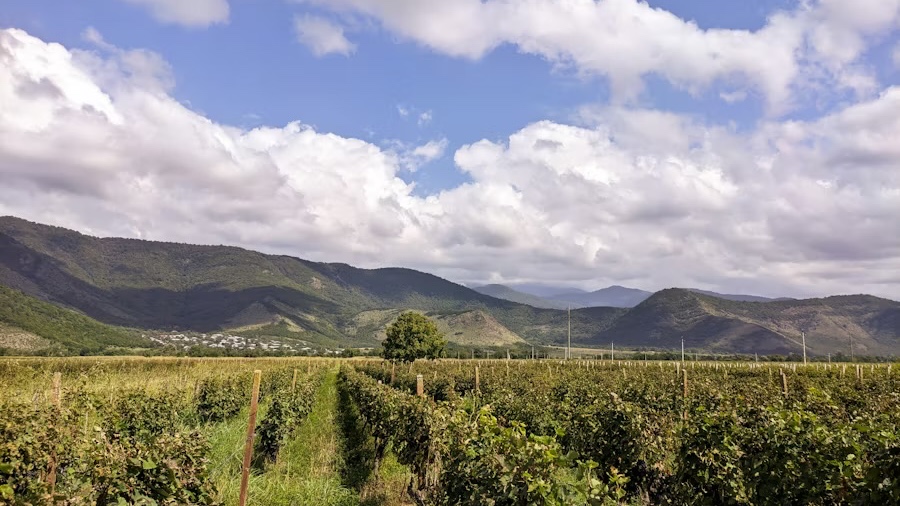 Tbilisi to Kakheti Wine Region Day Tour – Sighnaghi, Bodbe Monastery & Wine Tasting - Image - 14241