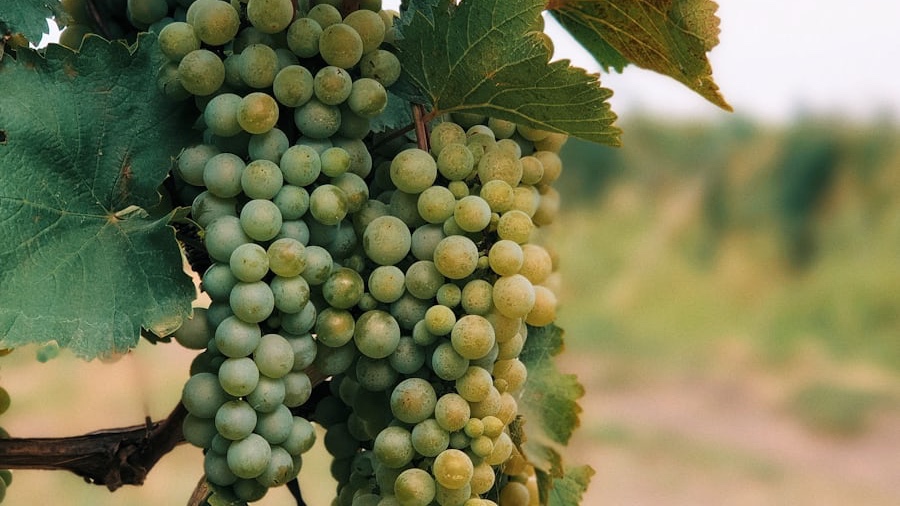 Tbilisi to Kakheti Wine Region Day Tour – Sighnaghi, Bodbe Monastery & Wine Tasting - Image - 14228