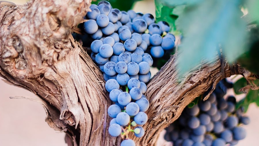 Tbilisi to Kakheti Wine Region Day Tour – Sighnaghi, Bodbe Monastery & Wine Tasting - Image - 14242