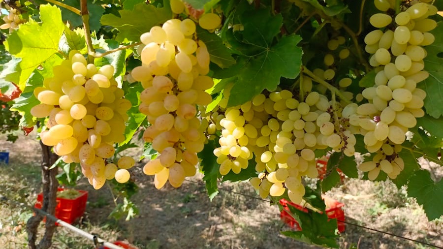 Tbilisi to Kakheti Wine Region Day Tour – Sighnaghi, Bodbe Monastery & Wine Tasting - Image - 14239