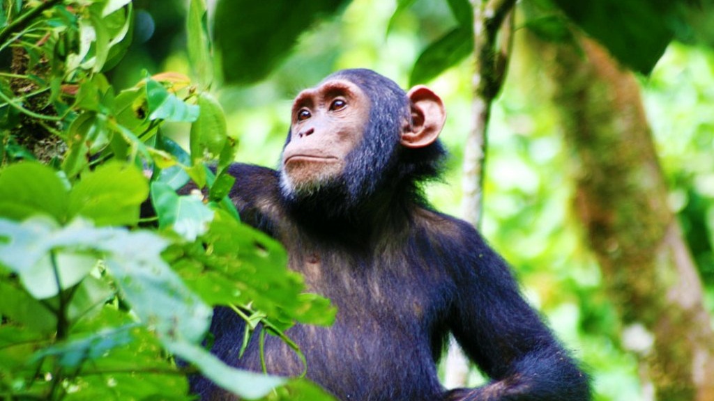 6 Days Uganda Primates and Wildlife Safari - Image - 10539