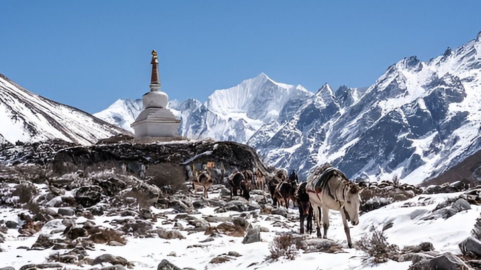 Langtang Valley Trek 10 Nights 11 Days - Image - 14526