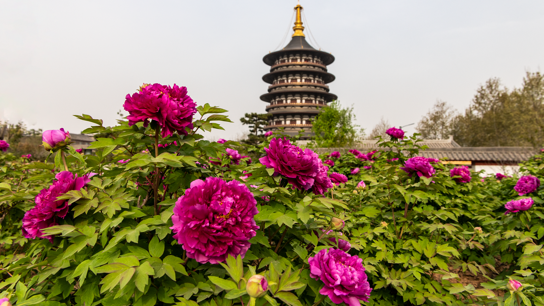 [NO SHOPPING] HÀ NỘI - TÂY AN - LẠC DƯƠNG - TRỊNH CHÂU 5N4Đ - Image - 13088