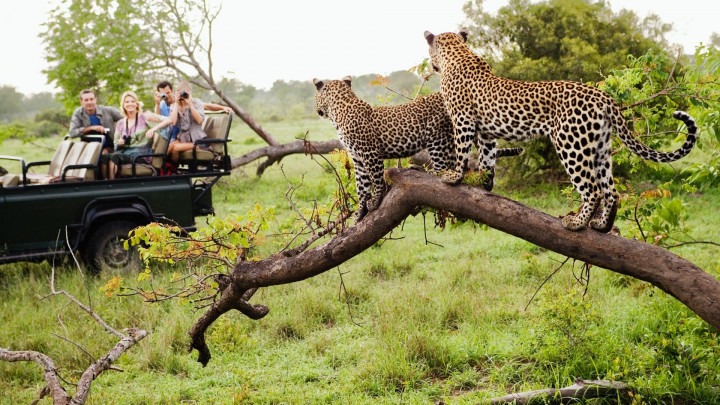 JOHANNESBURG – PRETORIA - SOWETO - SAFARI PILANESBERG - CAPE TOWN – SEAL ISLANS - CAPE POINT - NÚI BÀN –JOHANNESBURG - Image - 11586