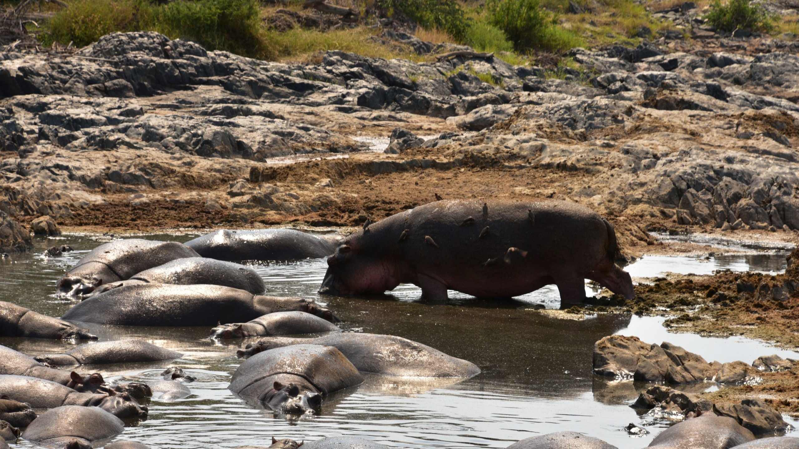 5 Days Masai Mara - Amboseli Safari - Image - 10742