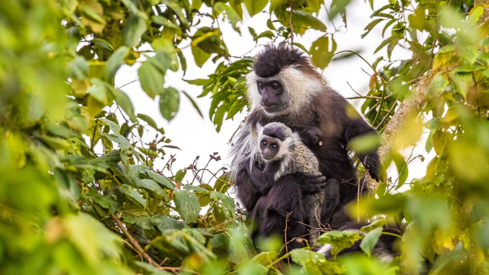 7 Days Rwanda Primates &amp; Wilderness Expedition - Image - 9172
