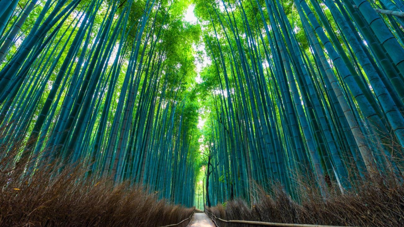 [NHẬT BẢN 5N5Đ] TP.HCM – OSAKA – KYOTO – PHÚ SĨ – TOKYO - Image - 14756