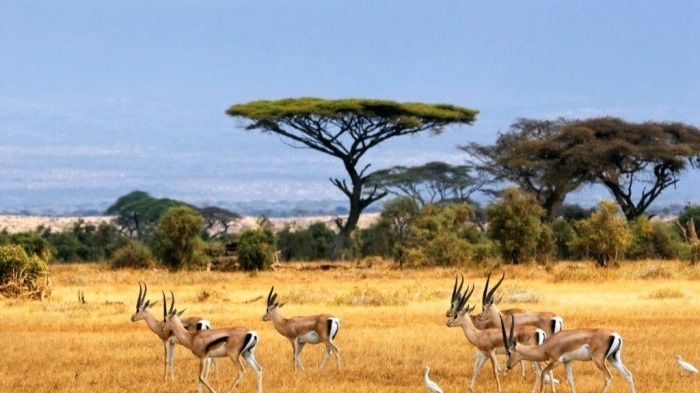 JOHANNESBURG – PRETORIA - SOWETO - SAFARI PILANESBERG - CAPE TOWN – SEAL ISLANS - CAPE POINT - NÚI BÀN –JOHANNESBURG - Image - 11584