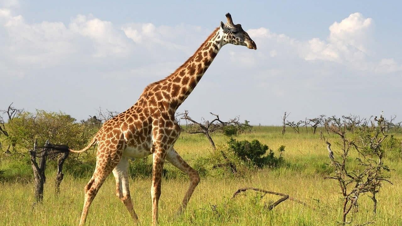 8DAYS BEST OF KENYA - Image - 15052