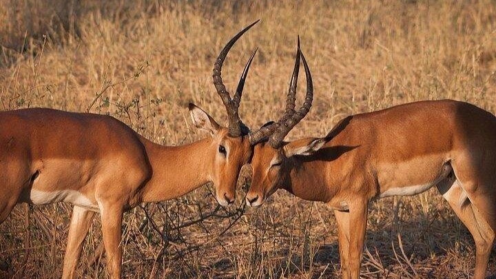 8DAYS BEST OF KENYA - Image - 15053
