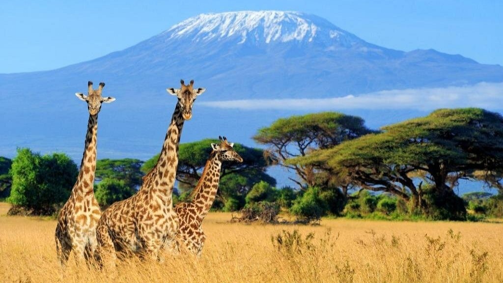 Kenyan Group Safari - Image - 15067