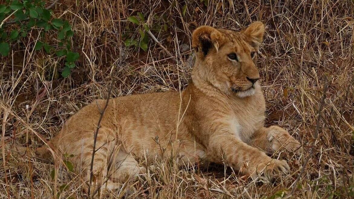 Kenyan Group Safari - Image - 15065