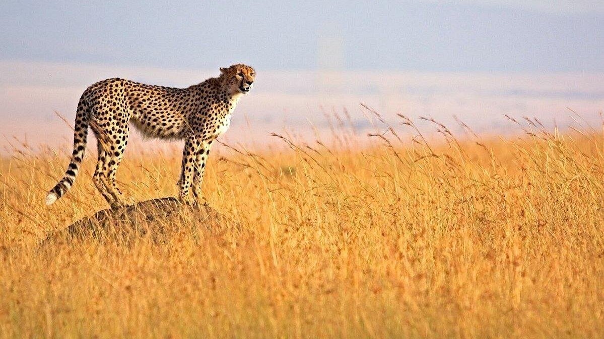 Kenyan Group Safari - Image - 15061
