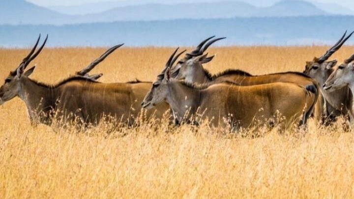 Kenyan Group Safari - Image - 15060