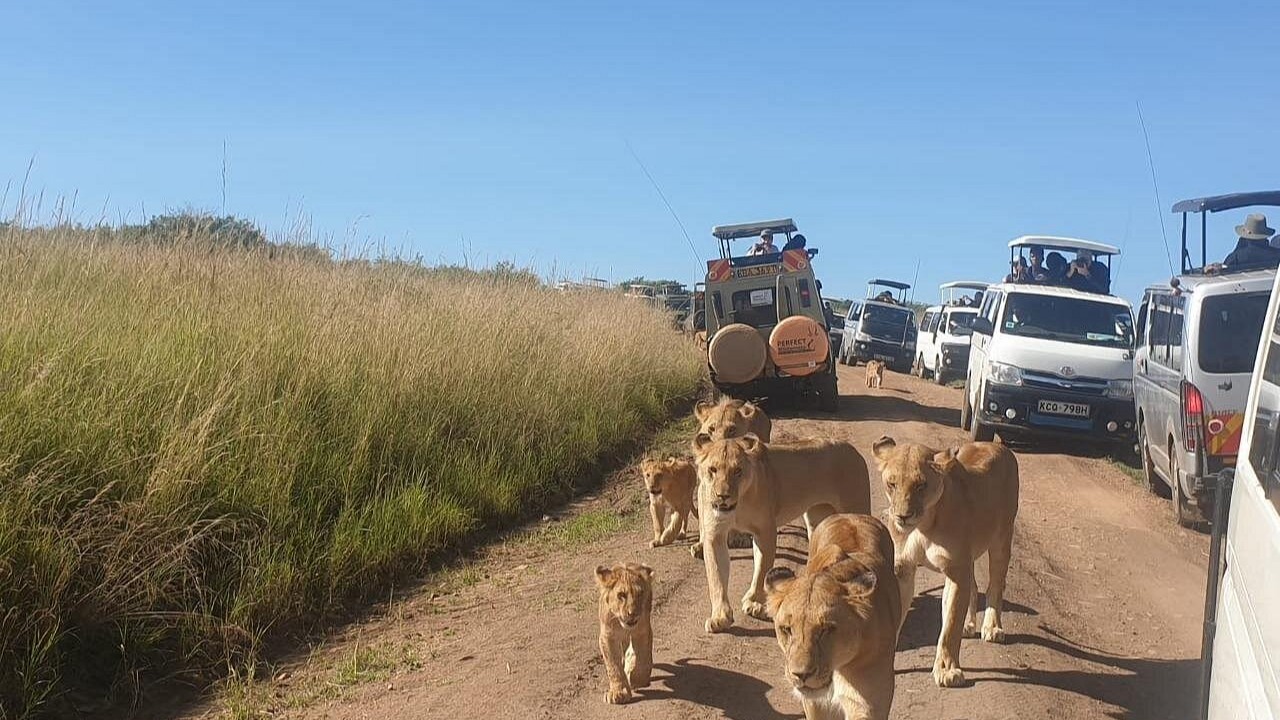 Kenyan Group Safari - Image - 15063