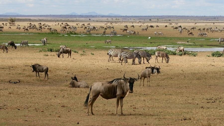 Kenyan Group Safari - Image - 15062