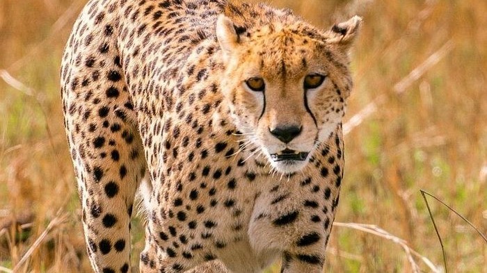 8DAYS BEST OF KENYA - Image - 15046