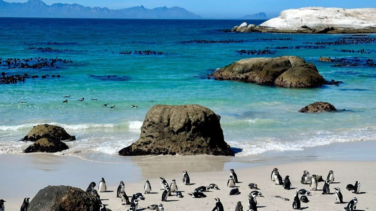 TP. HÀ NỘI - CAPE TOWN – MŨI HẢO VỌNG – NÚI BÀN – SEAL ISLAND – BOULDER – CAPE POINT – JOHANNESBURG – PRETORIA – SAFARI LODGE - Image - 11603