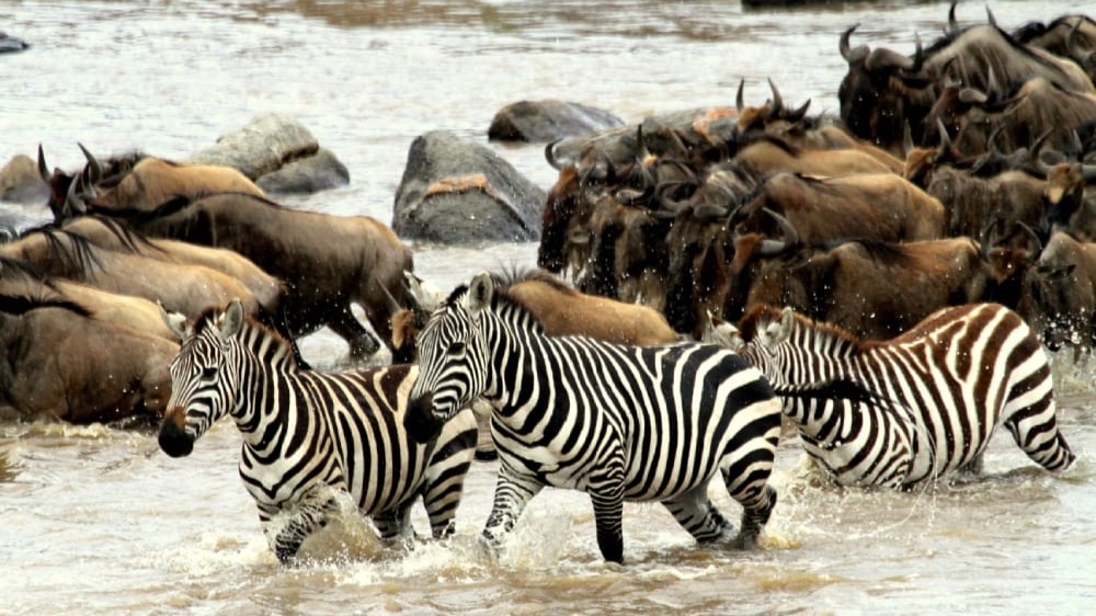 Kenya – Tanzania 13N12Đ: Chinh phục Safari thế giới - Image - 20365